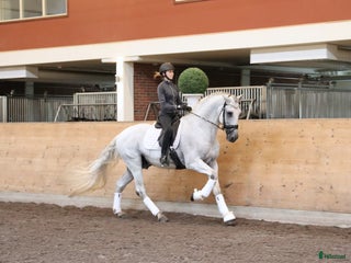 hästar Vacker PRE-hingst! i Stora Sundby - Annons 10