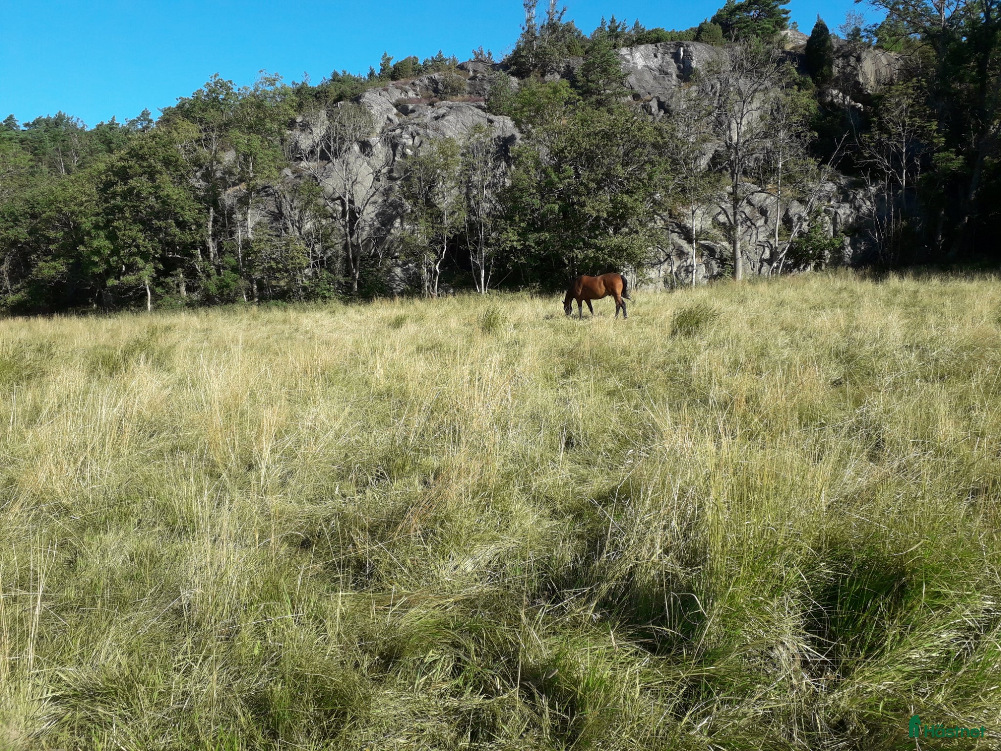  stallplats Sommarbete - Annons 4