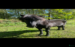 Sällskap hästar till salu: Sällskap/promenadhäst i Forsa - Bild 1