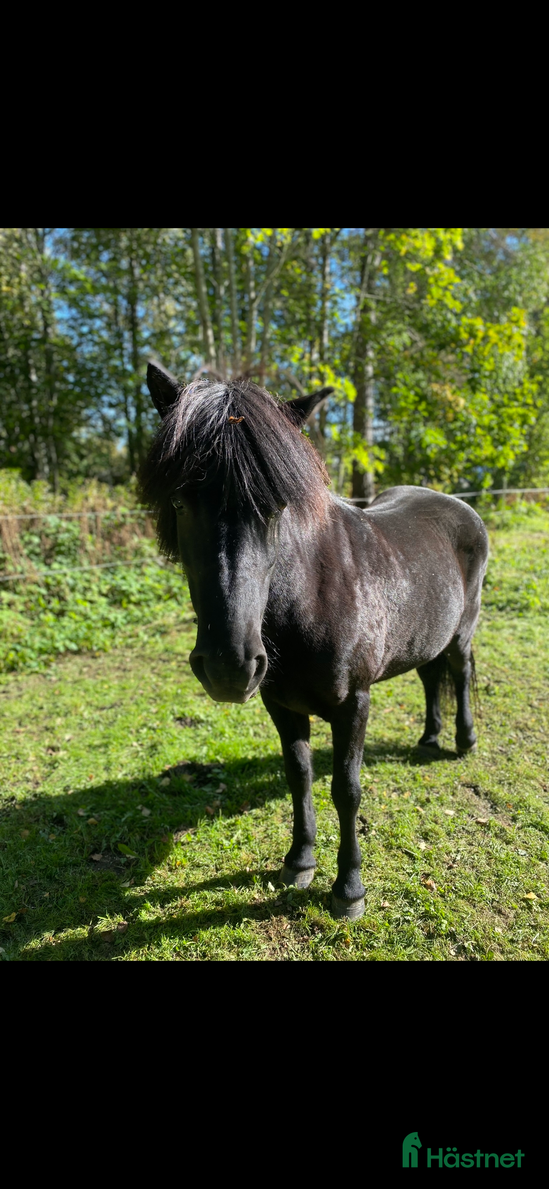 Sällskap hästar till salu: Sällskap/promenadhäst i Forsa - Bild 1