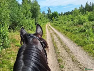 stallplats Stallplats borås - Lockryd - Annons 1
