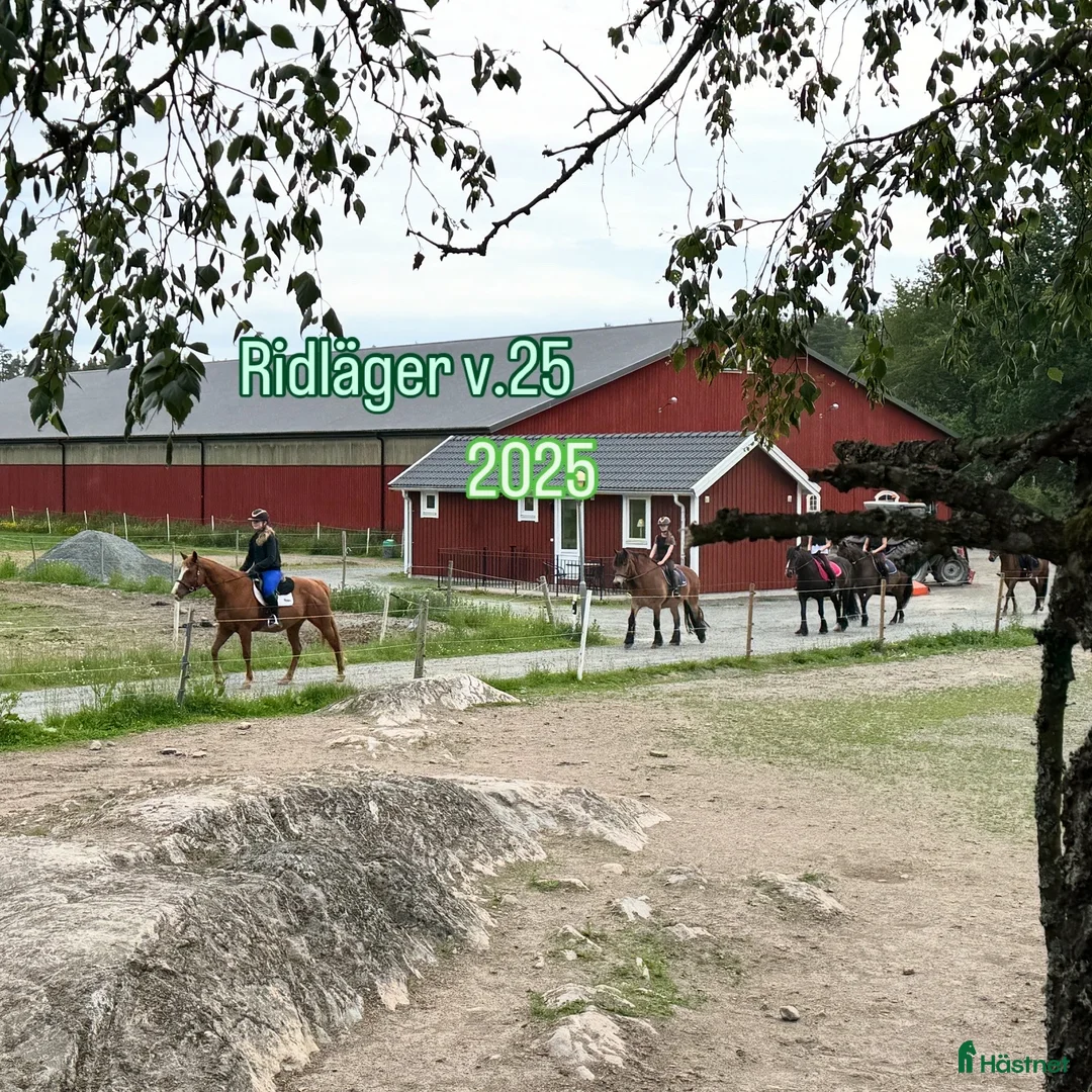  hästservice finnes: Ridläger sommaren 2026 - Annons 2