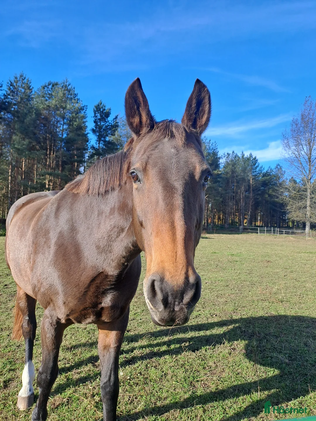 Allround hästar till salu: Exklusive hoppy häst  - Annons 2