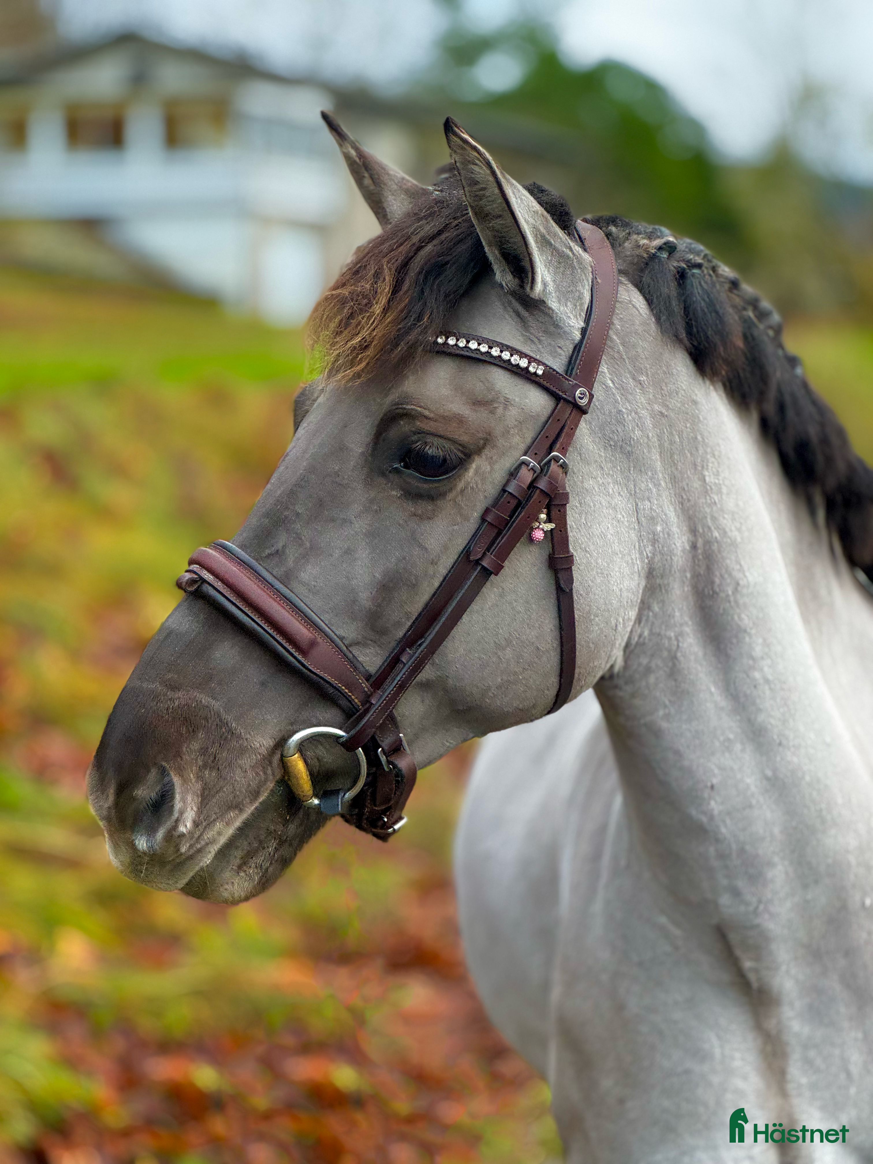  hästar Tävlingskompis  i Fjärås - Annons 4