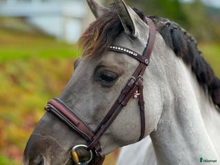 hästar Tävlingskompis i Fjärås - Annons 14