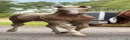 Allround hästar till salu: Vacker isabellhingst! - Annons 3