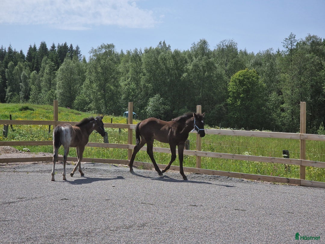 Western hästar till salu: Väl hanterad Quarter Hingst *TINGAD* i Vetlanda - Bild 7