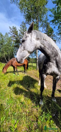 stallplats i Tullinge - Annons 1