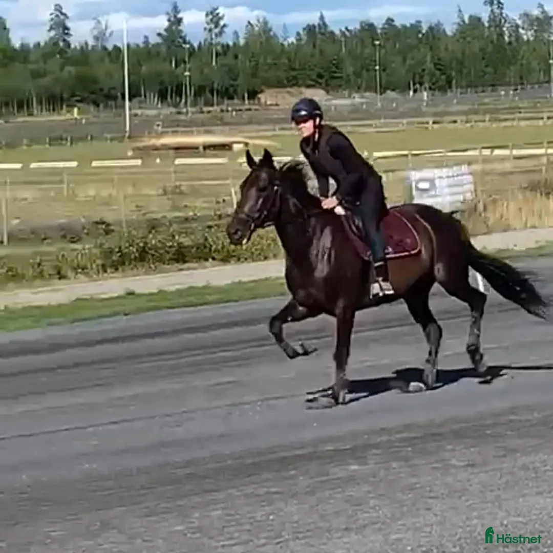 Allround hästar till salu: Mysig varmblodskille med stort hjärta. i Karlshamn - Annons 10