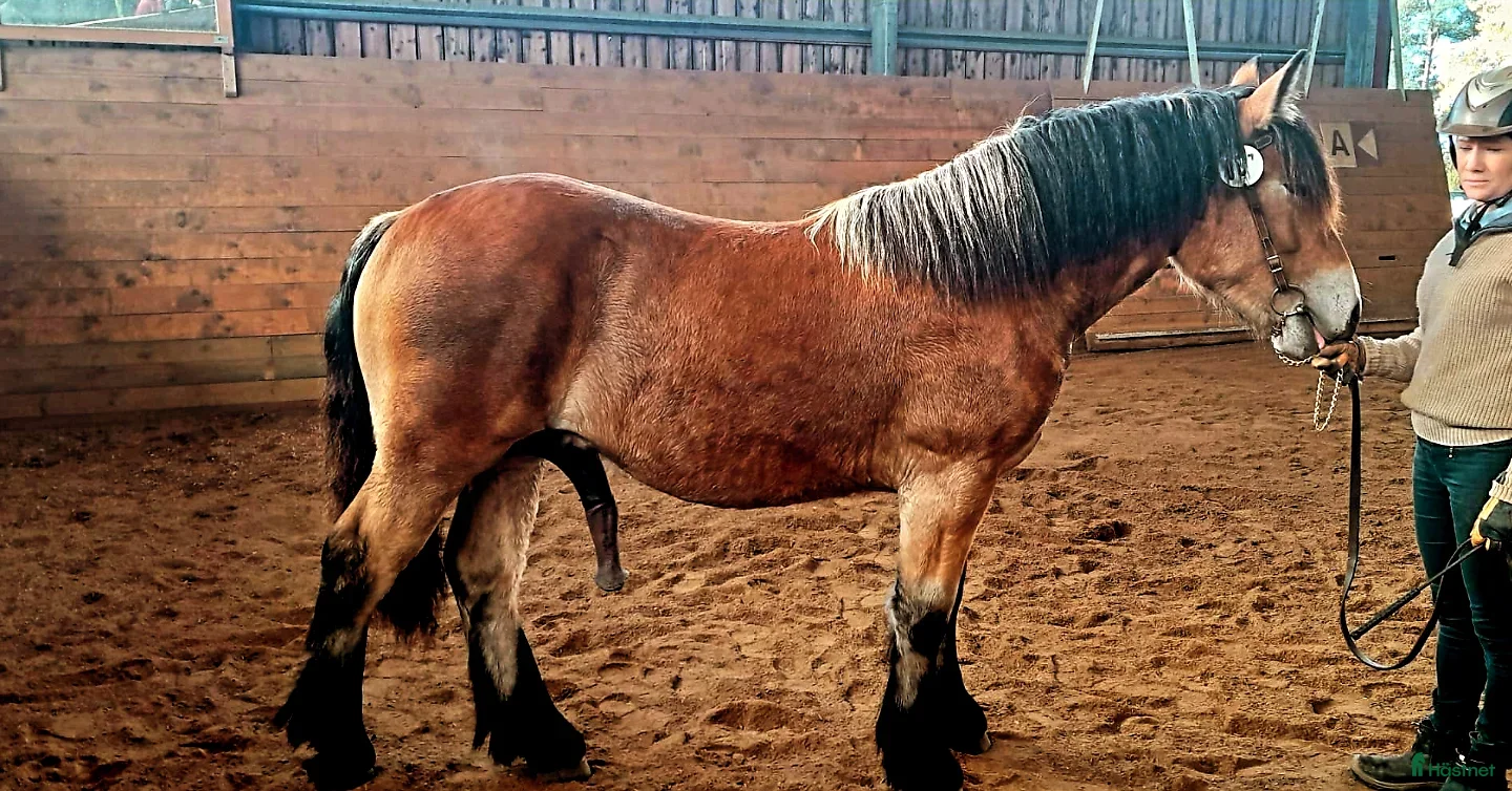  hästar Hingstämne i Strömstad - Annons 9