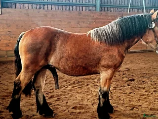 hästar Hingstämne i Strömstad - Annons 6