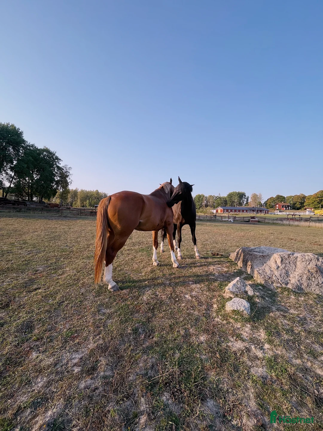  hästservice finnes: Lediga platser finns för häst i träning - Annons 4