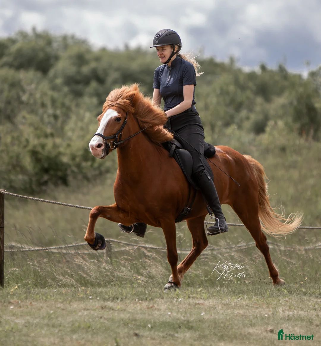 Island hästar till salu: Verdens gladeste hoppe der altid giver 100% - Annons 1