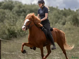 hästar Verdens gladeste hoppe der altid giver 100% - Annons 5