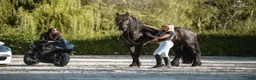 Dressyr hästar till salu: Amazing fresian! Perfect familly horse or sport - Annons 6