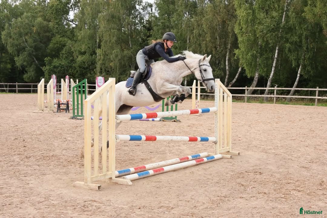  hästar till salu: Genomsnäll ponny med kapacitet! - Annons 8