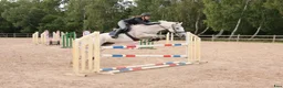 Hoppning hästar till salu: Genomsnäll ponny med kapacitet! - Annons 1