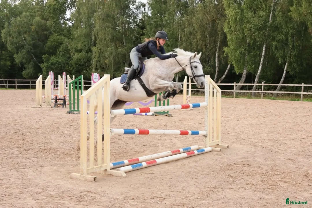 Hoppning hästar till salu: Genomsnäll ponny med kapacitet! - Annons 1