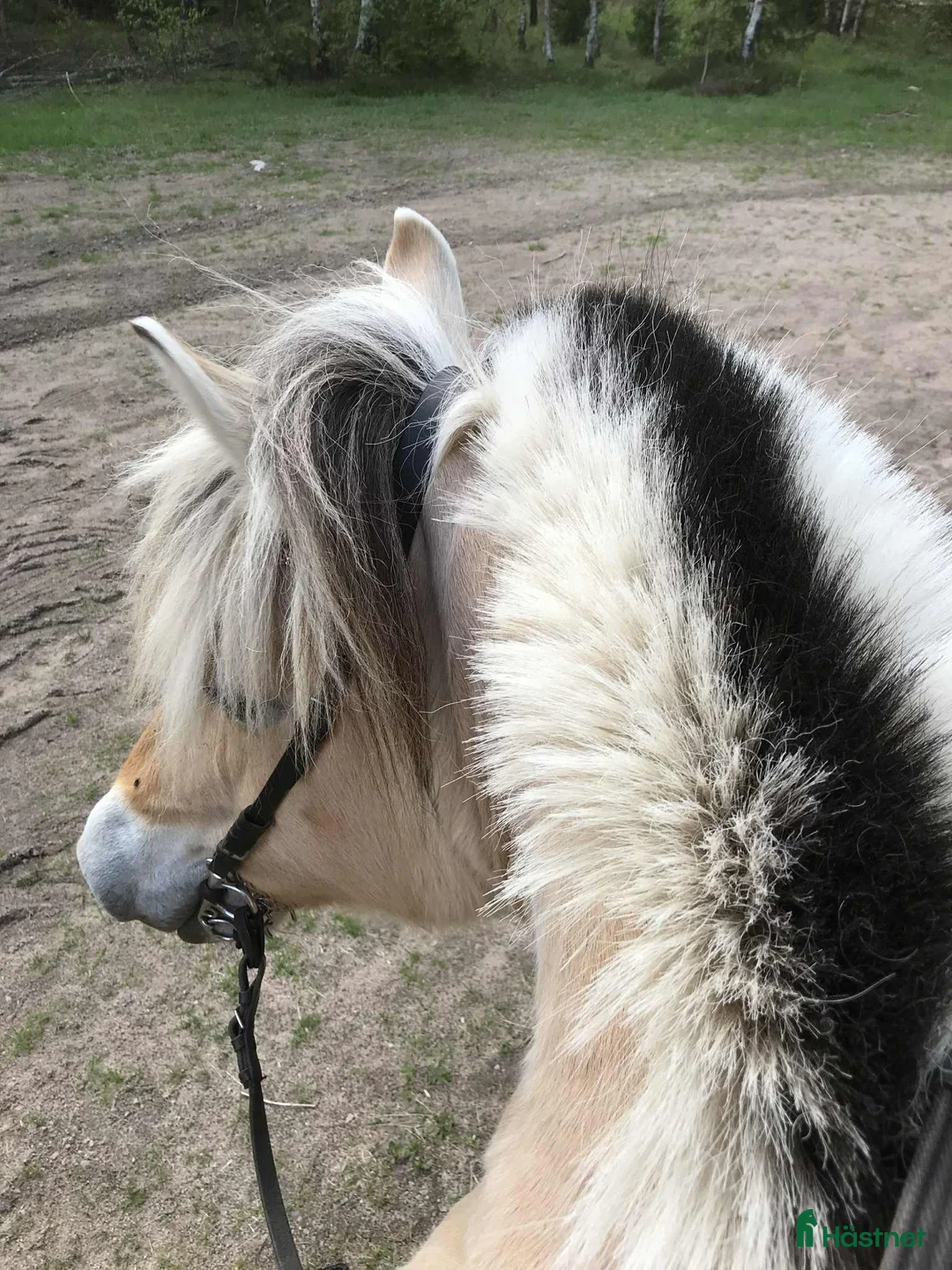 Allround hästar till salu: Trygg, stabil och Rolig familjehäst i Eldsberga - Annons 4