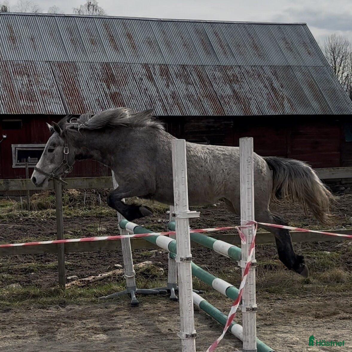  hästar Lovande ponny för framtiden med toppstam! ⭐️ - Annons 1