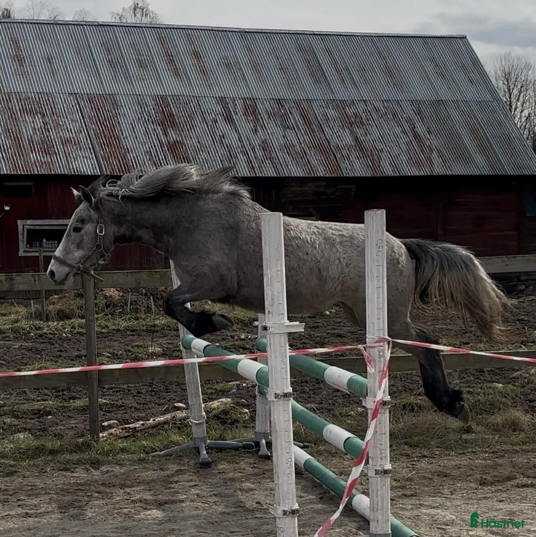 Hoppning hästar till salu: Lovande ponny för framtiden med toppstam! ⭐️ - Annons 1