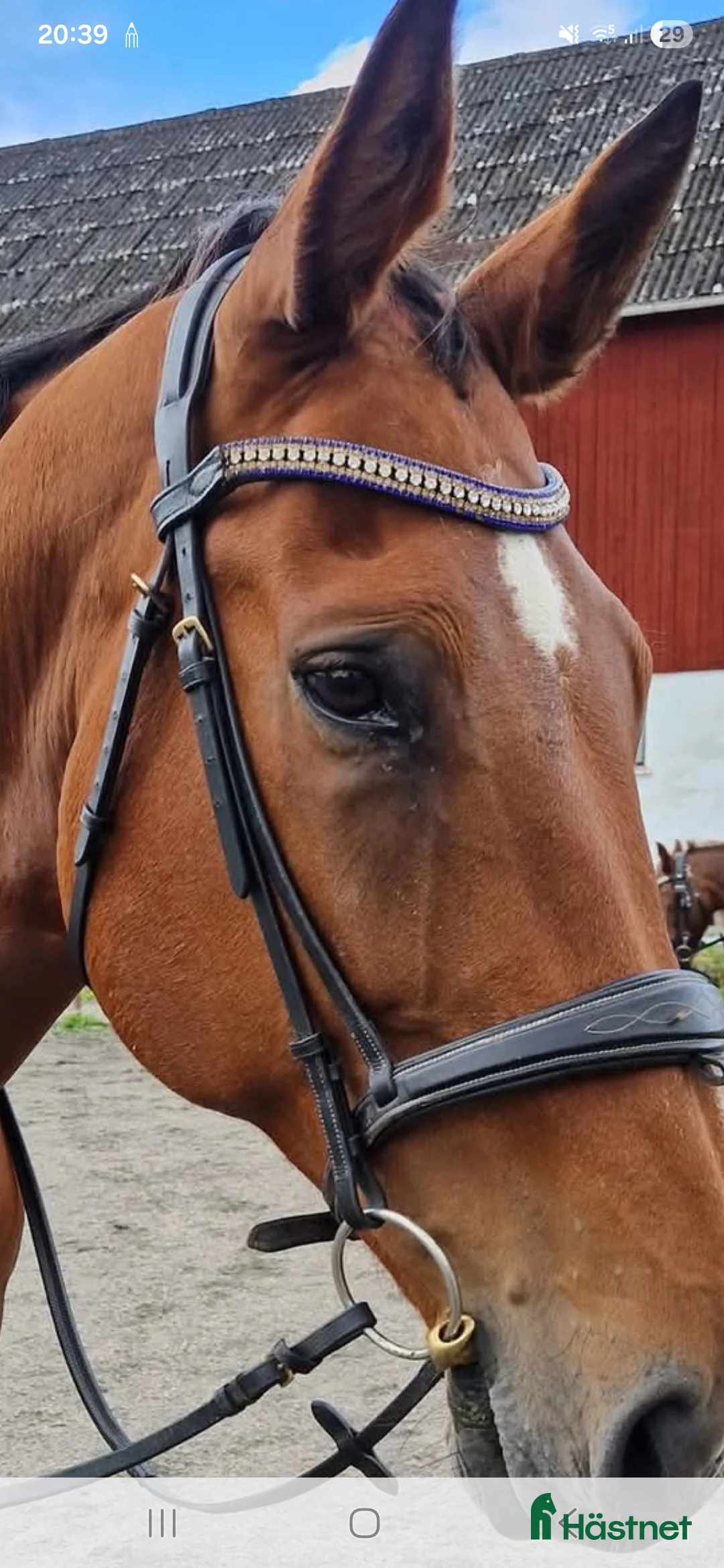 Sällskap hästar till salu: Vackert sto plot blue - jacardo säljes /bytes - Annons 1