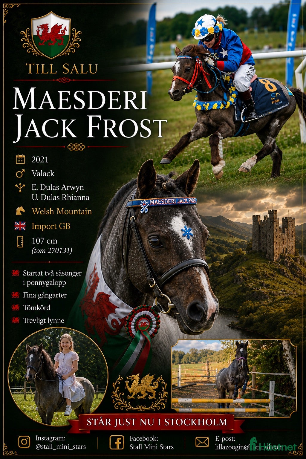  hästar Lovande unghäst med fina gångarter - Annons 18