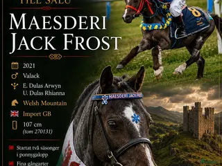 hästar Lovande unghäst med fina gångarter - Annons 18