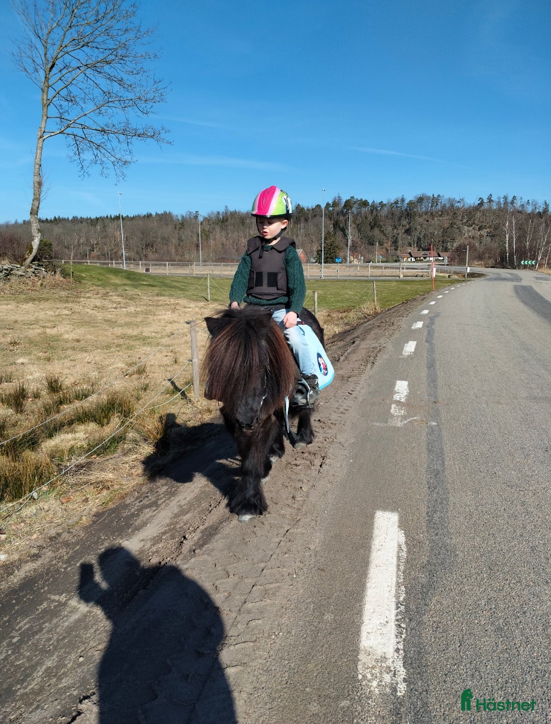 Allround hästar till salu: Värdens bästa ponny letar efter ny ryttare  i Veddige - Annons 4