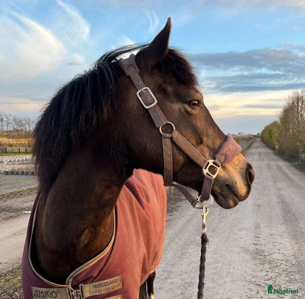 Övrig Hästutrustning hästutrustning till salu: Grimma brun stl Cob i Jonstorp - Annons 3