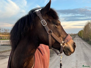 Övrig Hästutrustning hästutrustning till salu: Grimma brun stl Cob i Jonstorp - Annons 4