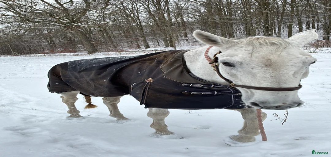 Galleribild {{count}}