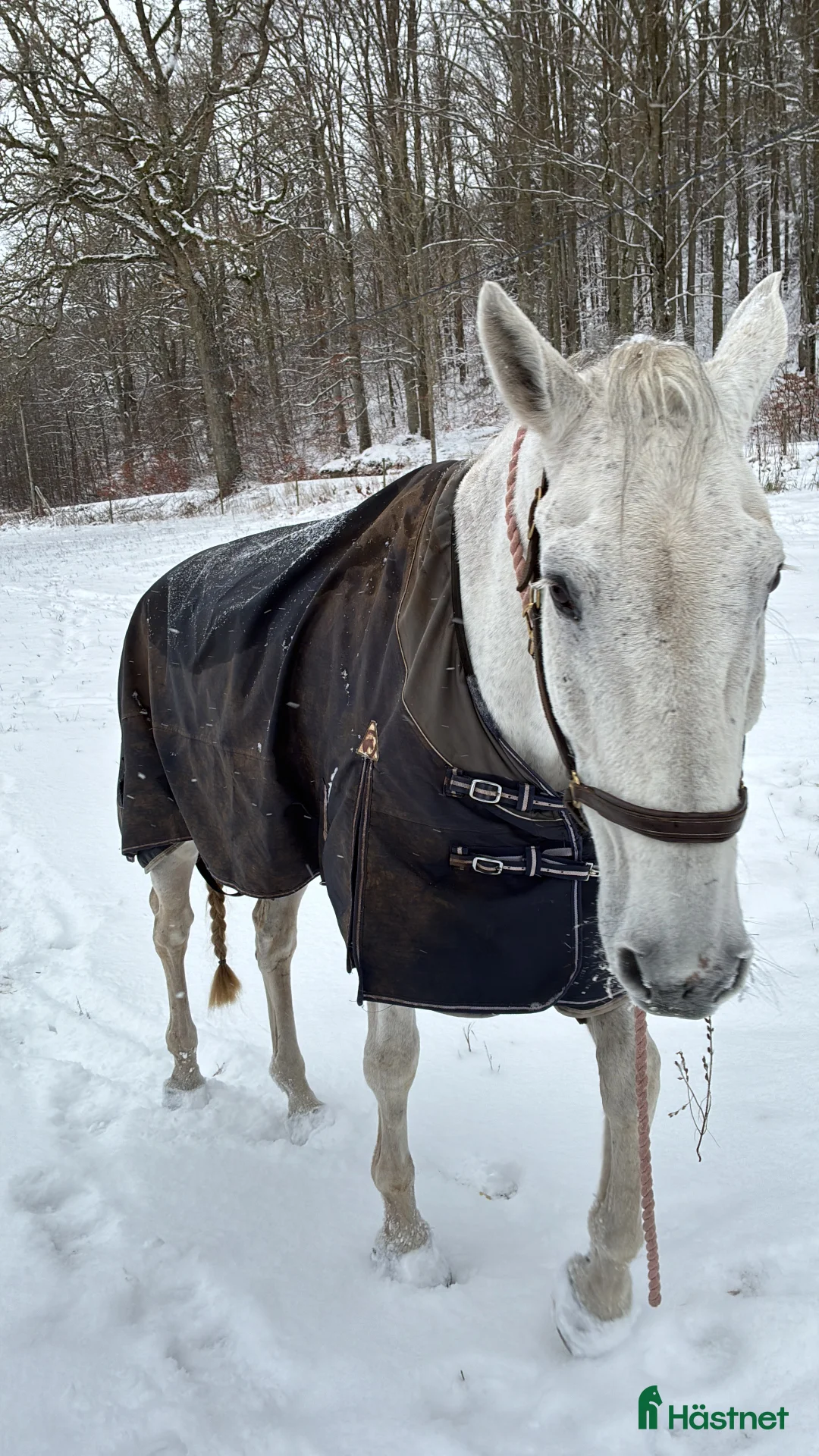 Galleribild {{count}}