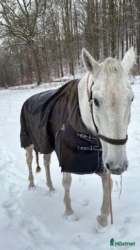 Galleribild {{count}}