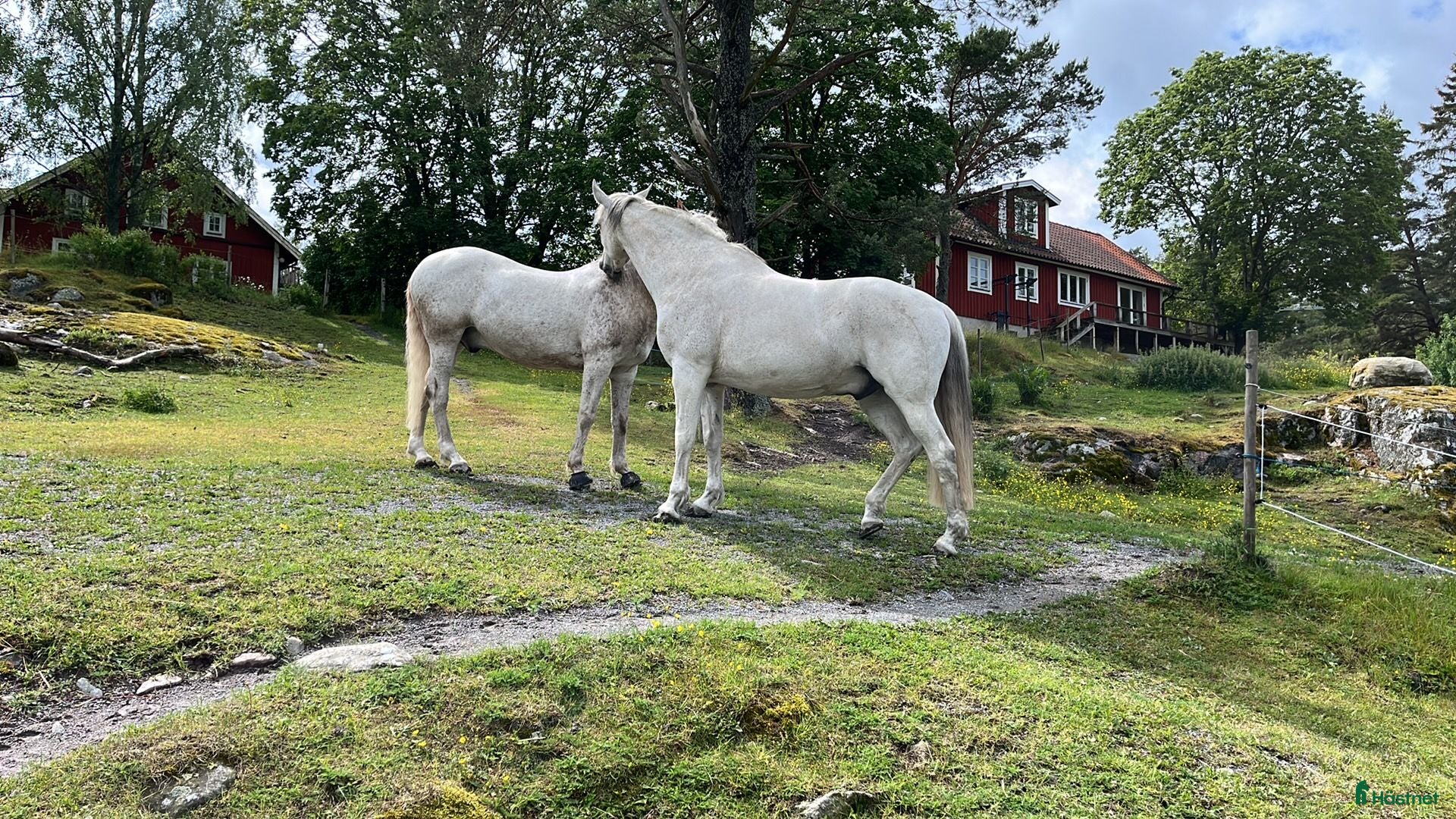  hästar Välutbildad, lugn och snäll  - Annons 2