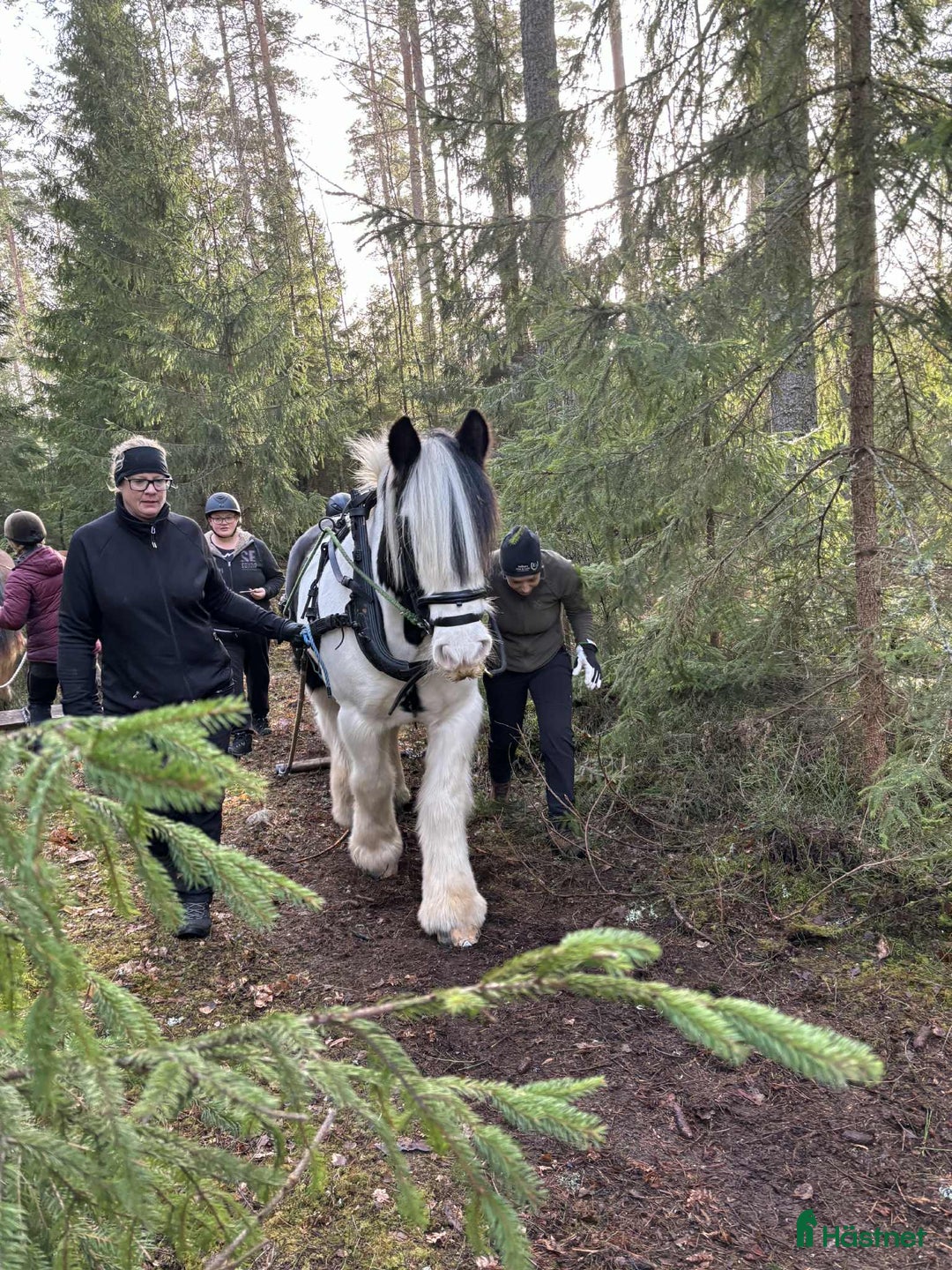 Allround hästar till salu: Bob söker sitt drömhem i Axvall - Annons 4