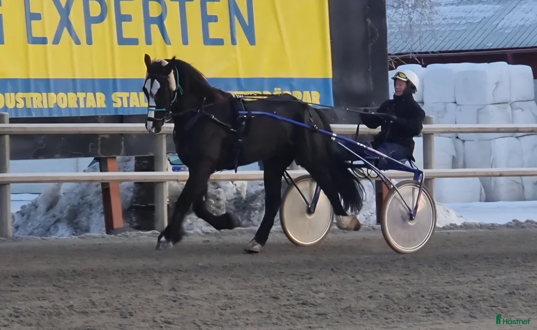 Trav hästar till salu: Kallblodsvalack - Annons 1