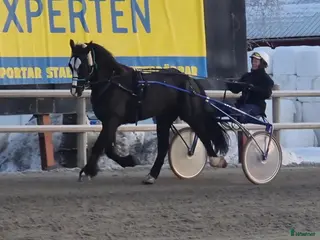 hästar Kallblodsvalack - Annons 2