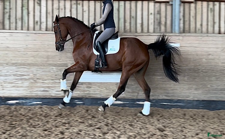  hästar i Vallåkra - Annons 10