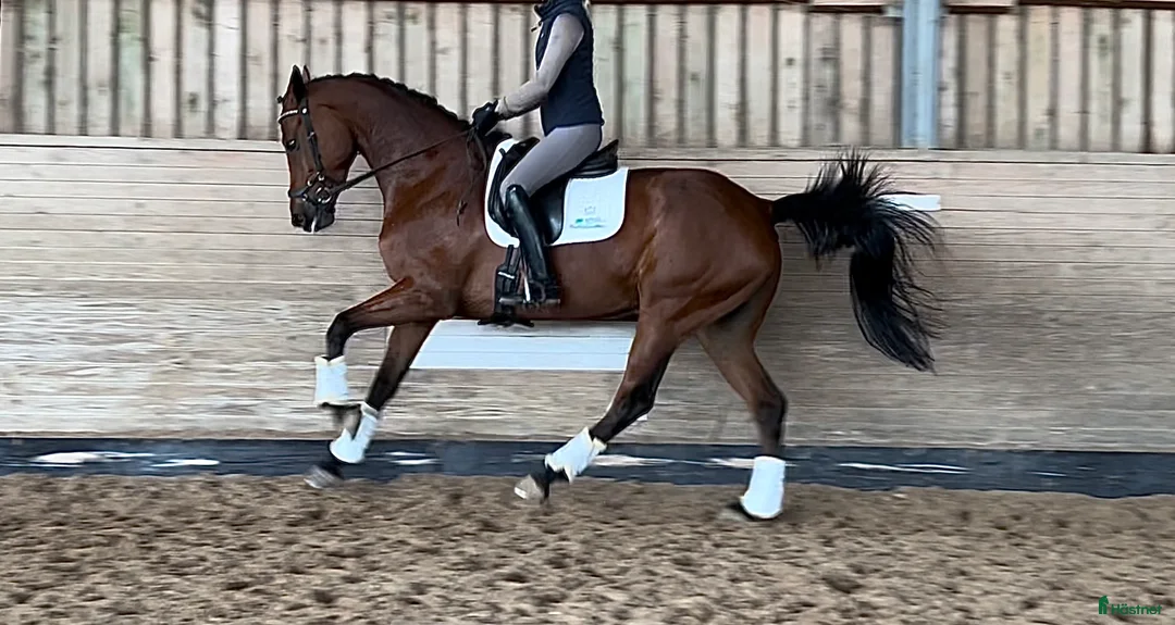 Dressyr hästar till salu: Mellandagsrea! Magiskt sto! - Annons 1