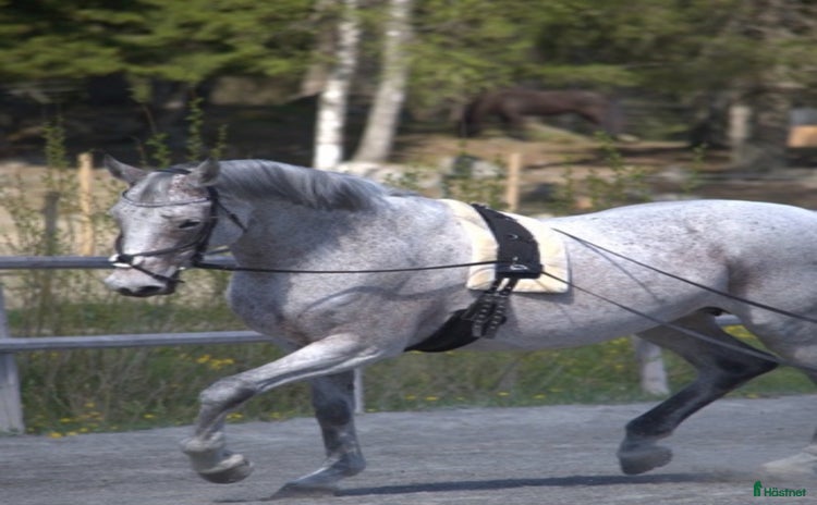  hästar i Åkersberga - Annons 15