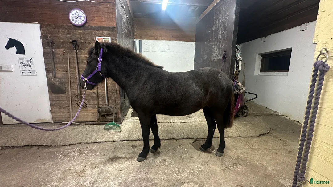 Allround hästar till salu: Trevligt ungsto i Ystad - Annons 4