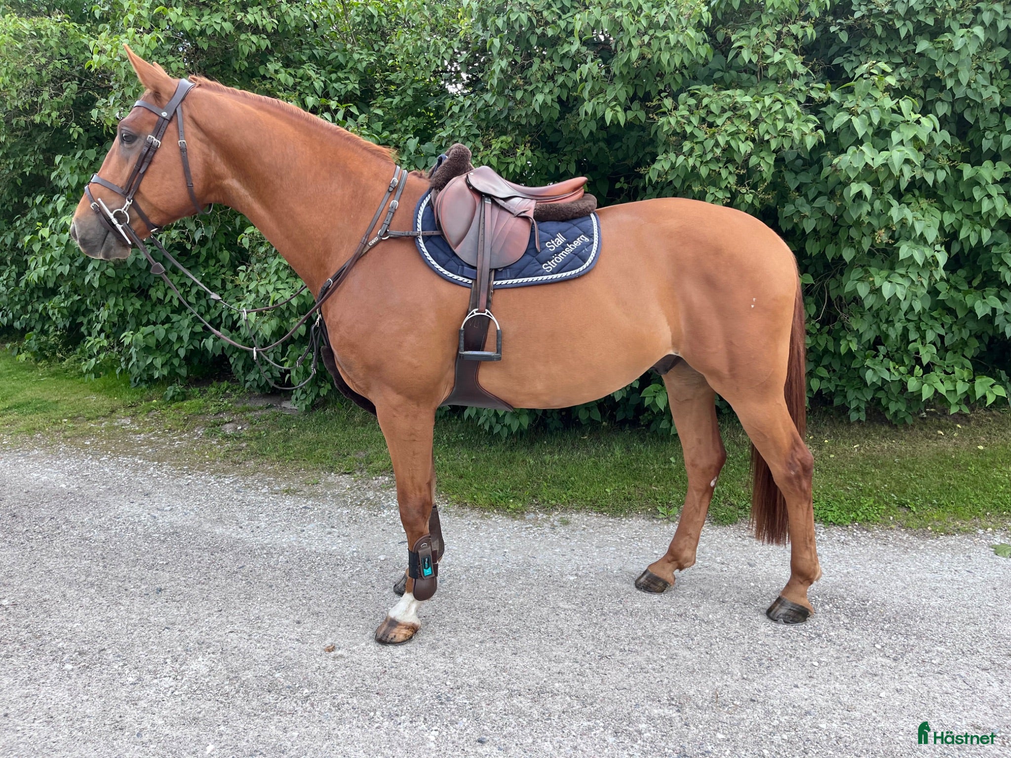  hästar Trevlig 4 årig valack  - Annons 15