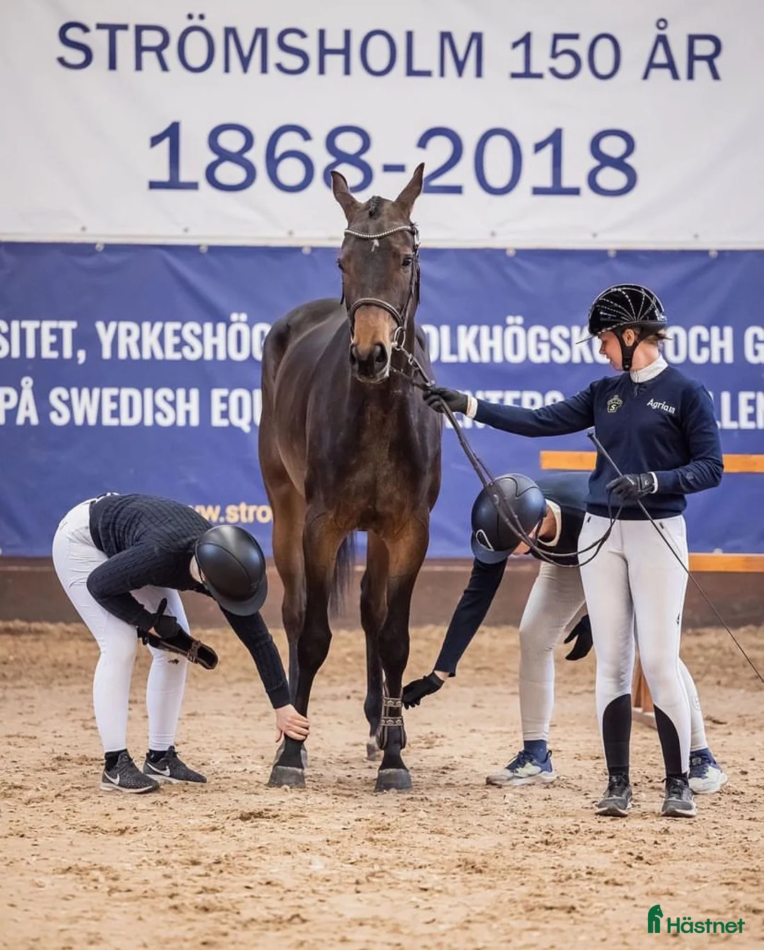  hästservice finnes: Inridning/utbildning/tävling/rehab  - Annons 1