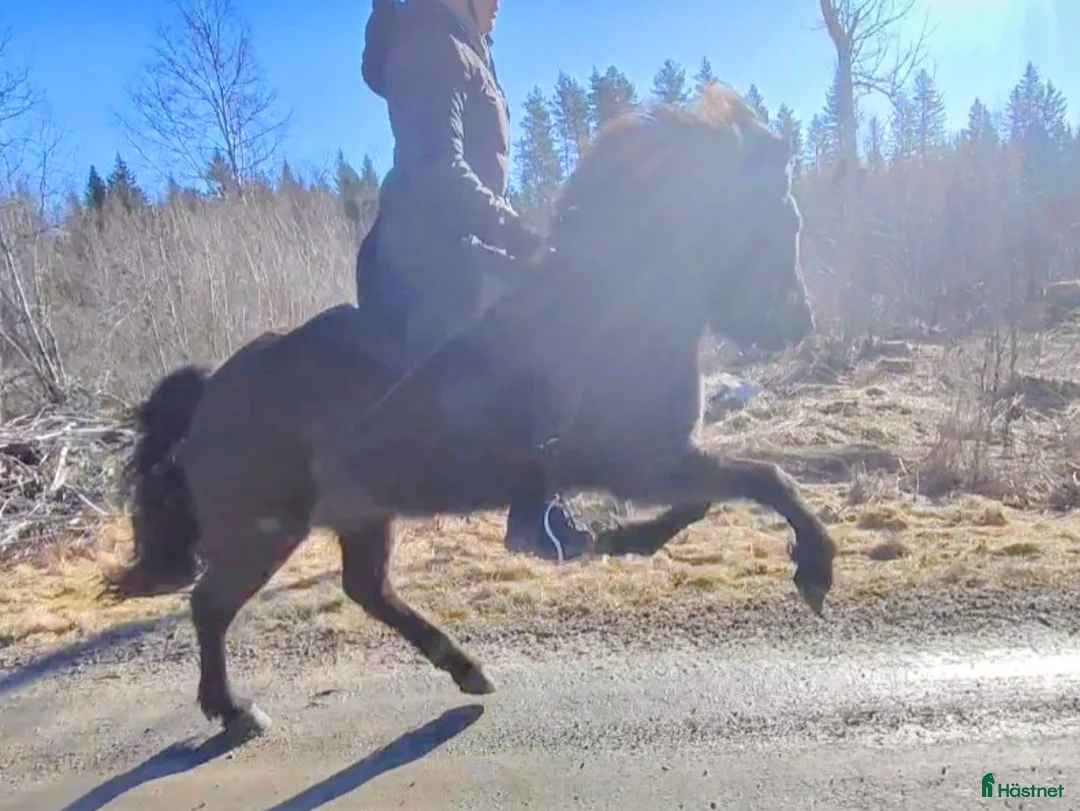  hästservice finnes: Inridning av islandshäst - Annons 2