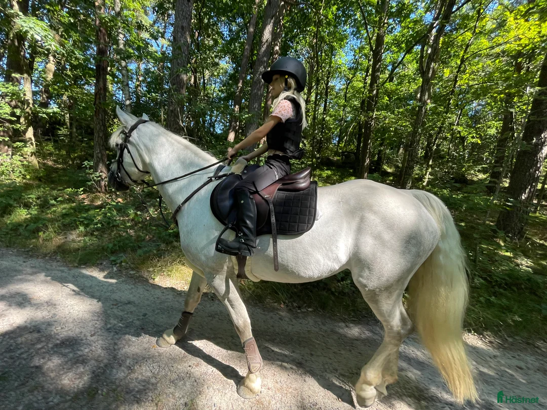 Hoppning hästar till salu: Snäll maxad D-ponny med kapacitet 🦄 - Annons 9