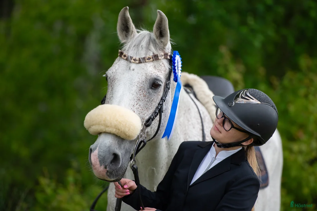 Allround hästar till salu: Bästa vän söker nytt hem - Annons 2