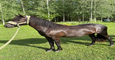  hästar i Tierp - Annons 1