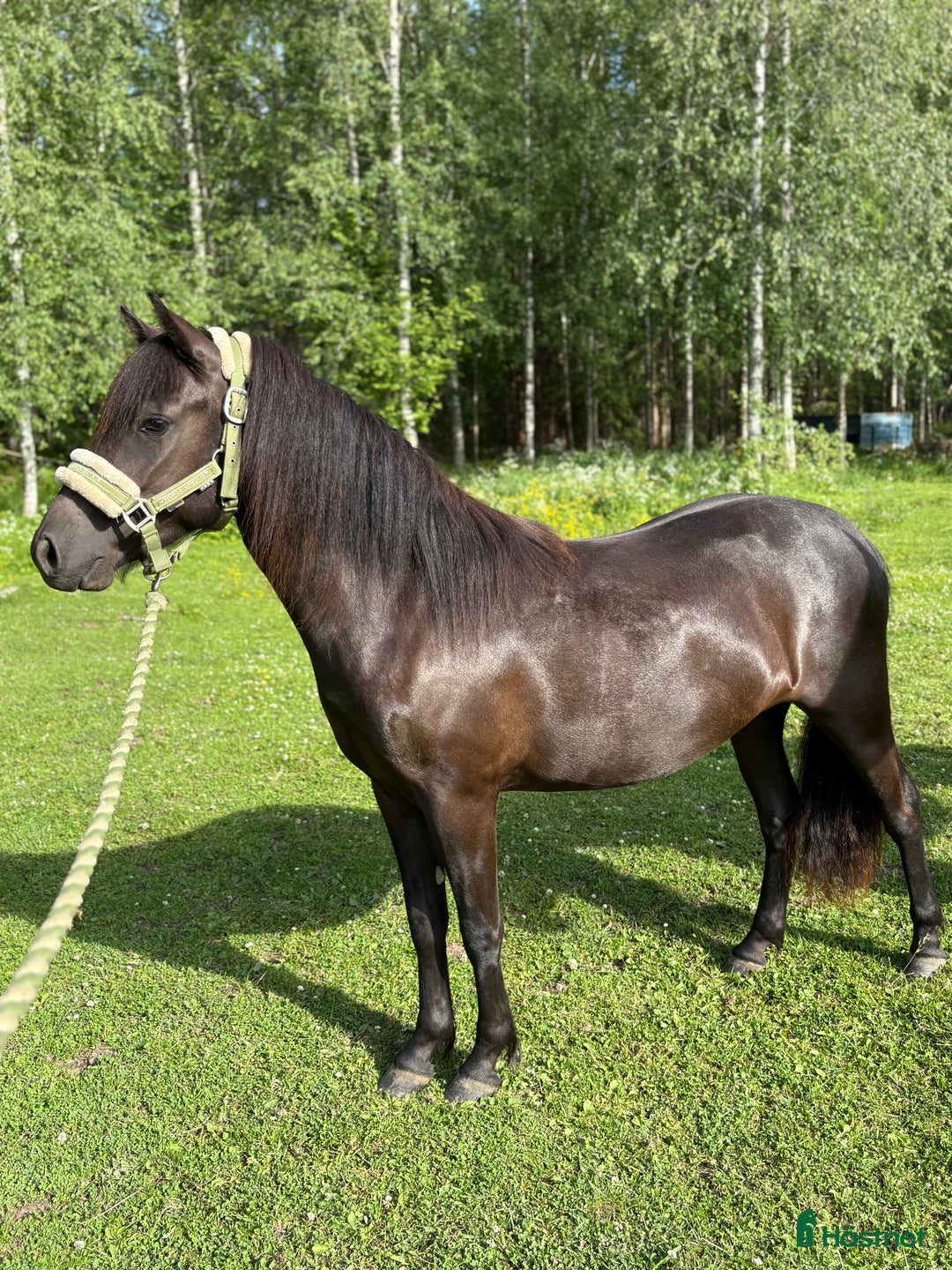 Allround hästar till salu: Mycket trevligt gotlandsruss sto säljes i Tierp - Annons 3