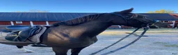 Allround hästar till salu: 🌟4-årig ponnysto till salu med fin stam 🌟 - Annons 2